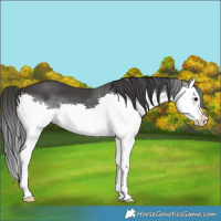 Horse Color:Black Splash
