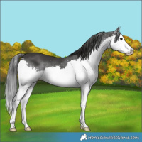 Horse Color:Black Splash 