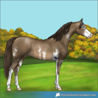 Horse Color:Gray Buckskin Pearl Sabino 