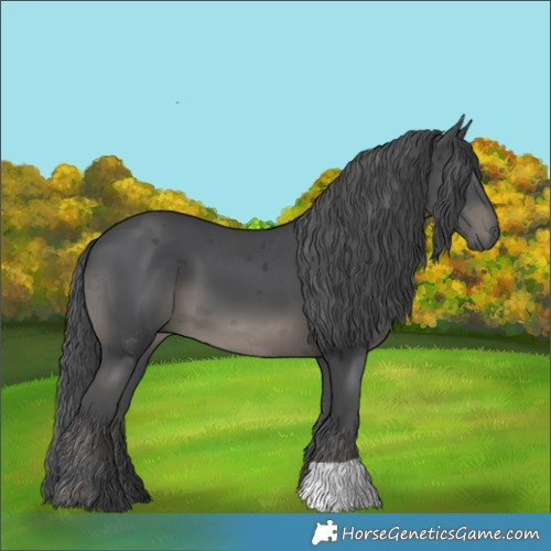 Horse Color:Black Merle 