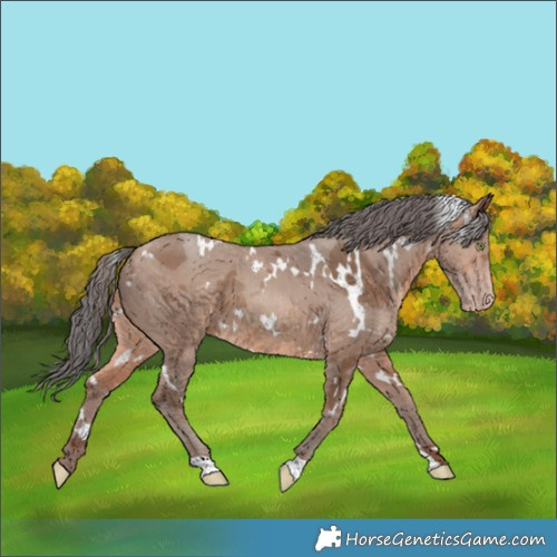 Horse Color:White Spotted Sable Champagne Merle 