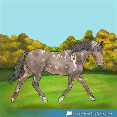 Horse Color:White Spotted Sable Champagne Merle 