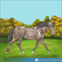 Horse Color:White Spotted Sable Champagne Merle 