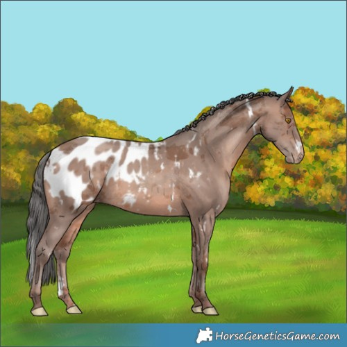 Horse Color:White Spotted Sable Champagne Merle Appaloosa