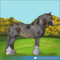 Horse Color:Buckskin Merle 