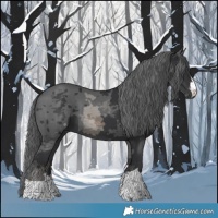 Horse Color:Black Merle