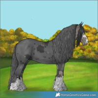 Horse Color:Black Merle