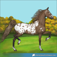 Horse Color:Gray Liver Red Dun Blanket 