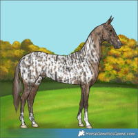 Horse Color:Gray Silver Black  and Gray Grullo Pearl Appaloosa 