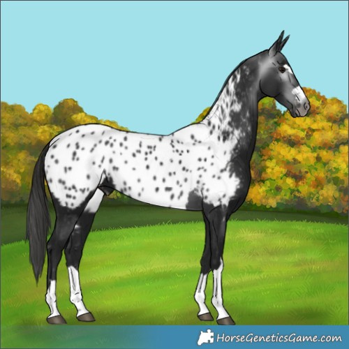Horse Color:Gray Black Appaloosa 