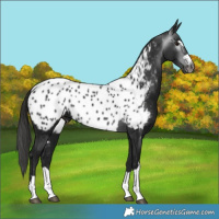 Horse Color:Gray Black Appaloosa