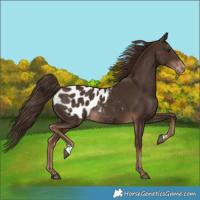 Horse Color:Liver Chestnut Appaloosa Rabicano 