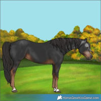 Horse Color:Gray Liver Chestnut