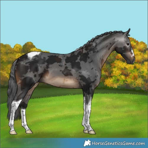 Horse Color:Gray Brown Merle Tobiano