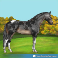 Horse Color:Gray Brown Merle Tobiano 