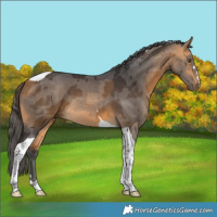 Horse Color:Buckskin Merle Tobiano 
