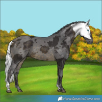 Horse Color:Buckskin Merle Tobiano 