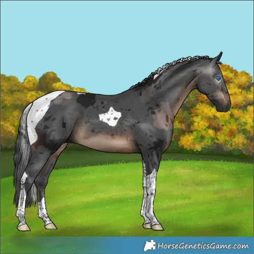 Horse Color:Gray Brown Merle Tobiano 
