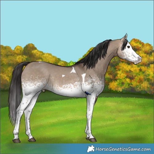 Horse Color:White Spotted Brown Dun Splash Tobiano Rabicano 