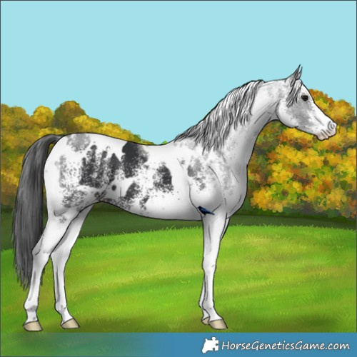 Horse Color:White Spotted Black 