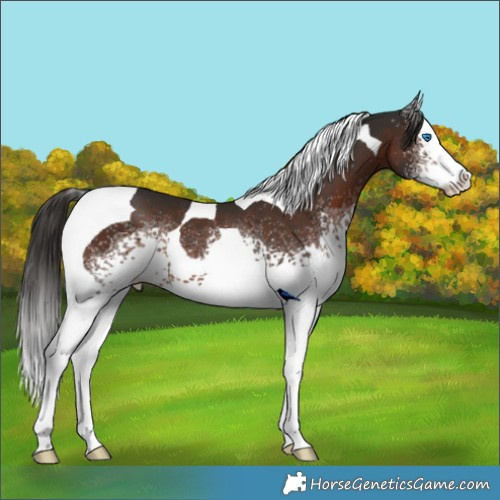 Horse Color:White Spotted Liver Chestnut Splash Tobiano Rabicano