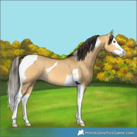 Horse Color:Buckskin Dun Splash Tobiano
