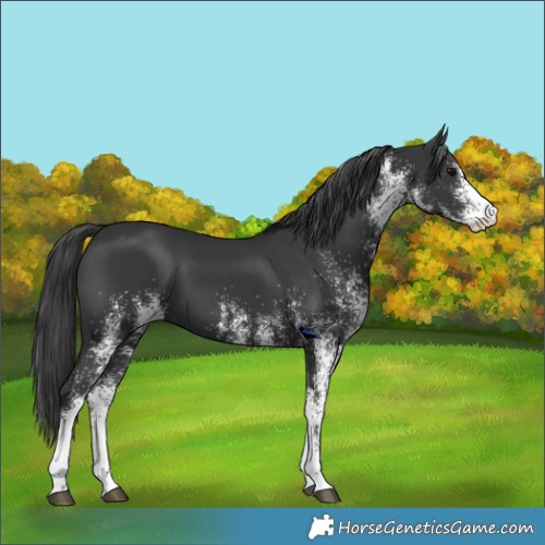 Horse Color:White Spotted Black 