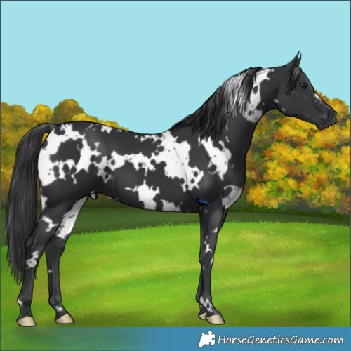 Horse Color:White Spotted Black 