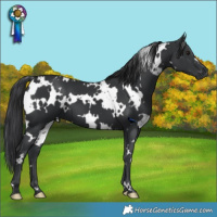 Horse Color:White Spotted Black 