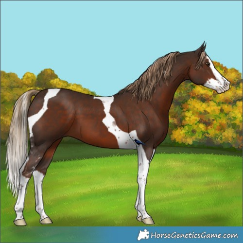 Horse Color:Liver Chestnut Splash Tobiano