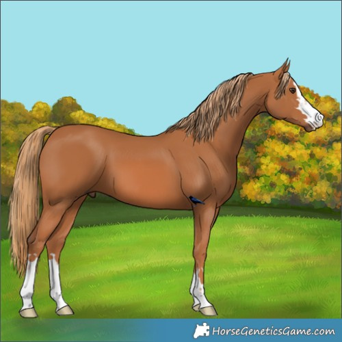 Horse Color:Chestnut 
