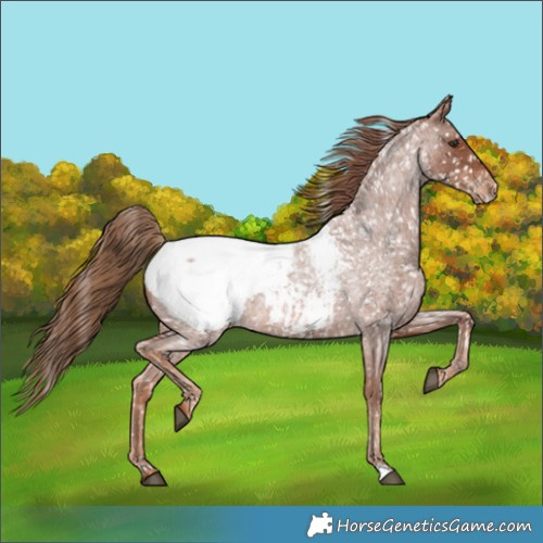 Horse Color:Red Roan Appaloosa 