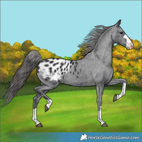 Horse Color:Black Appaloosa 