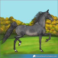 Horse Color:Black Appaloosa Rabicano 