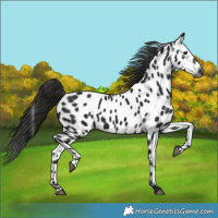 Horse Color:Gray Black Near Leopard 