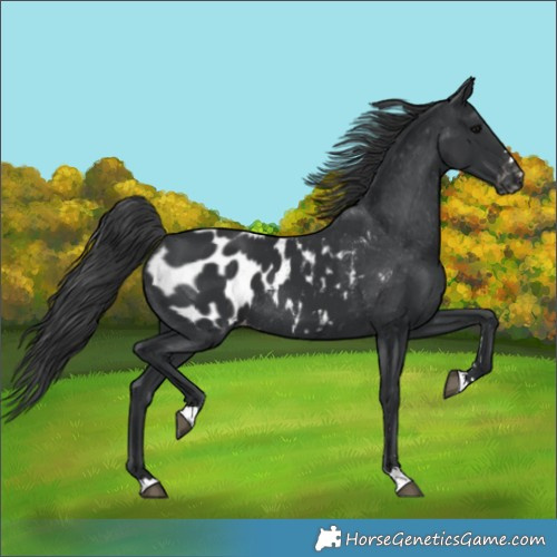 Horse Color:Black Appaloosa Rabicano 