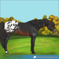 Horse Color:Brown Appaloosa