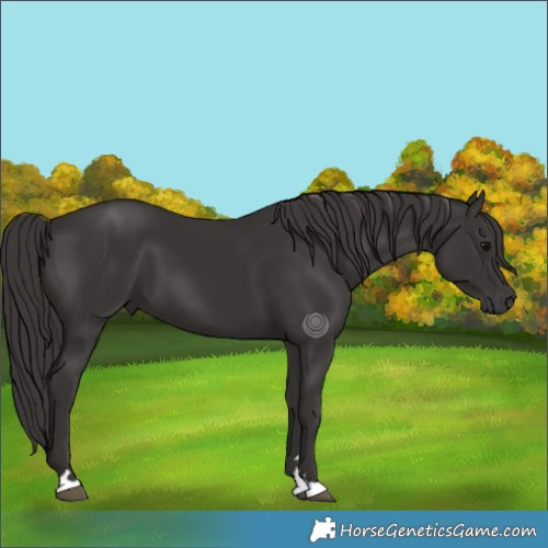Horse Color:Smoky Black 