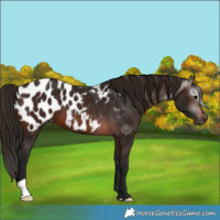 Horse Color:Gray Bay Appaloosa 