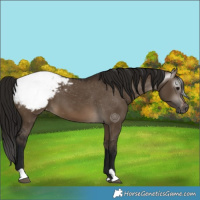 Horse Color:Gray Brown Dun Appaloosa