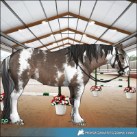 Horse Color:Brown Dun Sabino Appaloosa 