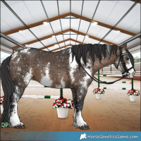 Horse Color:Brown Dun Sabino Appaloosa Brindle