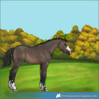 Horse Color:Brown Dun 