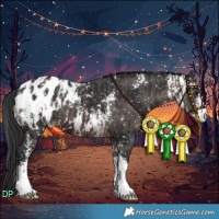 Horse Color:Brown Dun Appaloosa and Brown Sabino Appaloosa