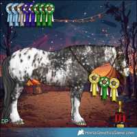 Horse Color:Brown Dun Appaloosa  and Brown Sabino Appaloosa 