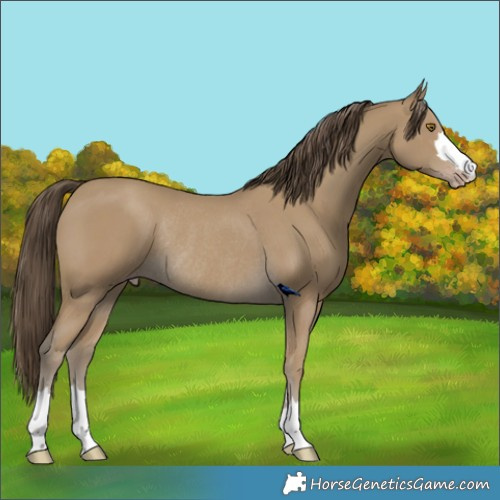 Horse Color:Classic Cream Champagne Rabicano 