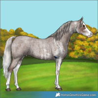 Horse Color:White Spotted Silver Blue Roan Splash Rabicano 