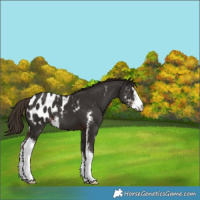 Horse Color:Liver Chestnut Sabino Appaloosa 