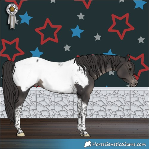 Horse Color:Smoky Black Tobiano Appaloosa 