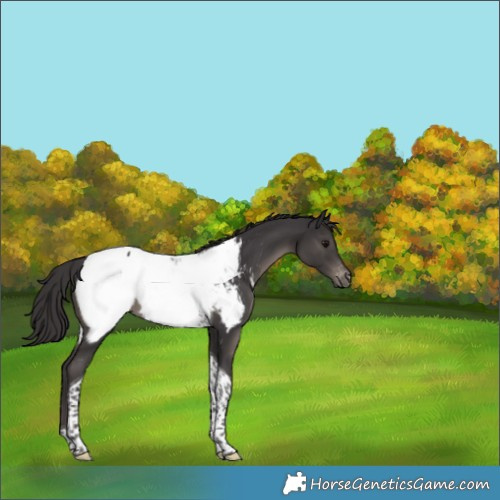 Horse Color:Smoky Black Tobiano Appaloosa 